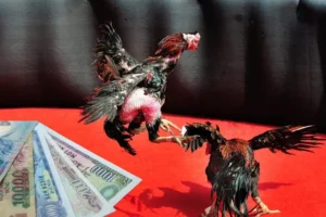 Hướng Dẫn Chi Tiết Chơi Đá Gà Sabong Tại ZomClub Dễ Thắng Nhất